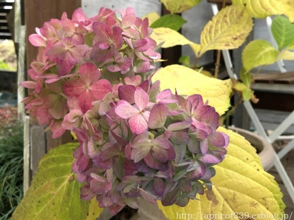 紫陽花・霧島の恵 花色の変化とドライフラワー作り : シンプルで心地