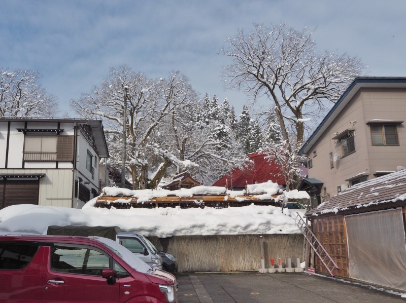 境内の大欅に雪害がありました！_c0336902_19350357.jpg