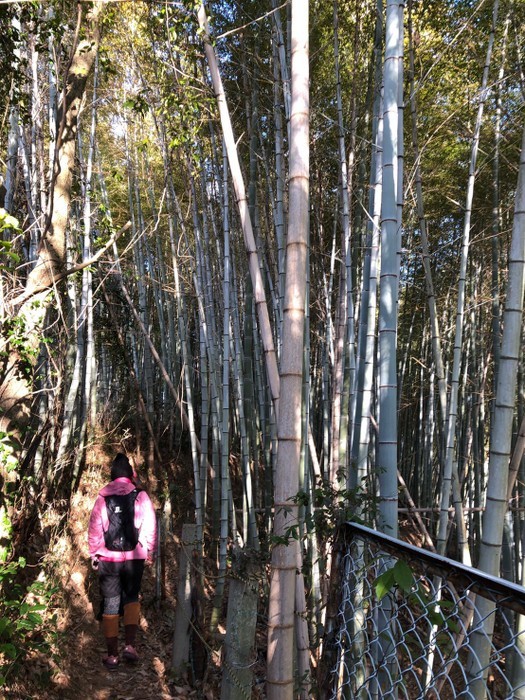 岩国山登山(椎尾八幡宮登山口ー岩屋観音ー周回)_c0116915_00444688.jpg