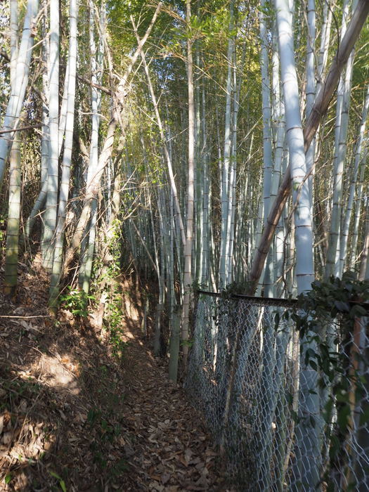 岩国山登山(椎尾八幡宮登山口ー岩屋観音ー周回)_c0116915_00471214.jpg