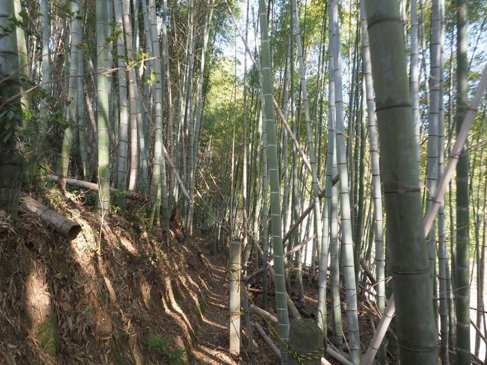 岩国山登山(椎尾八幡宮登山口ー岩屋観音ー周回)_c0116915_00502588.jpg