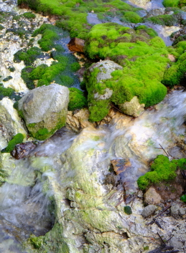 日本最大の珍しい苔の群生地の渓流との織り成す風景_a0113718_21214429.jpg