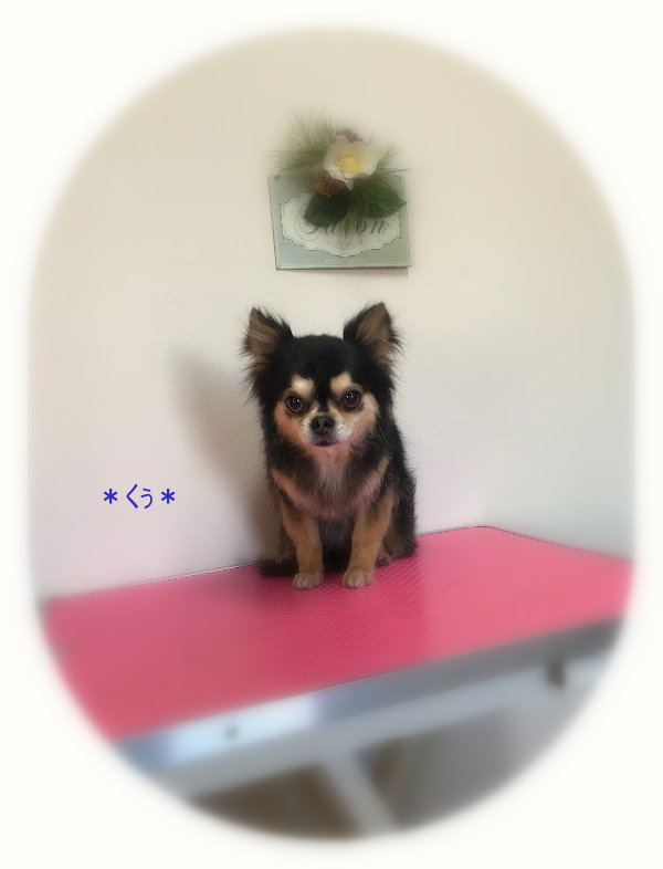 くぅ君_a0315823_20091033.jpg