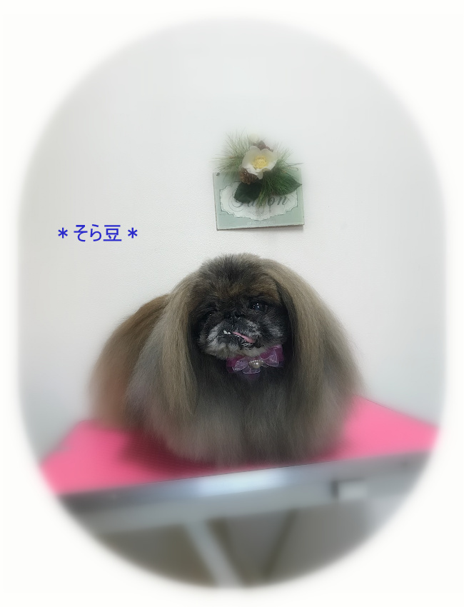 そら豆くん_a0315823_20091648.jpg