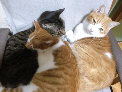 ヤムヤムは本が好き?_f0054677_08192060.jpg