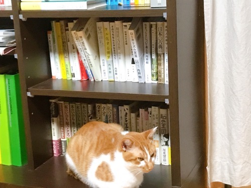 ヤムヤムは本が好き?_f0054677_08192414.jpg