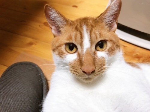 ヤムヤムは本が好き?_f0054677_08200027.jpg