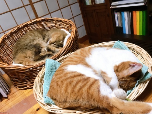 ヤムヤムは本が好き?_f0054677_08200413.jpg