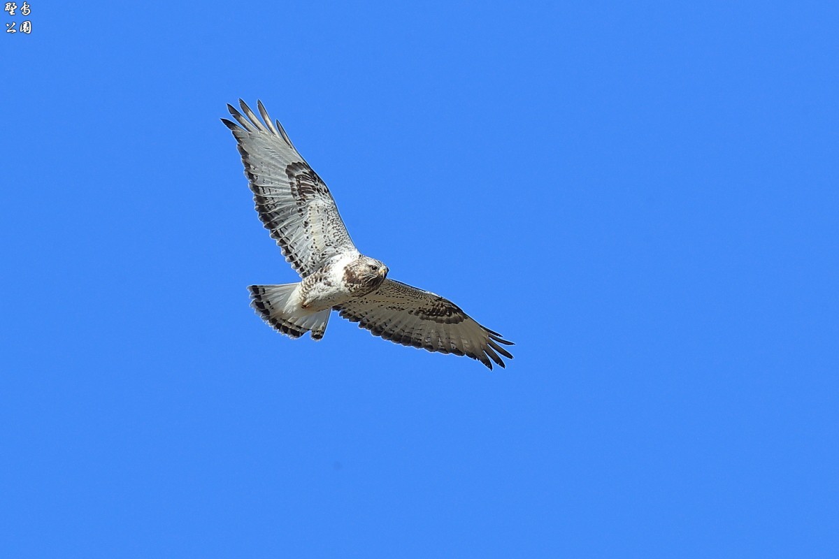 白が際立つ ケアシノスリ 野鳥公園