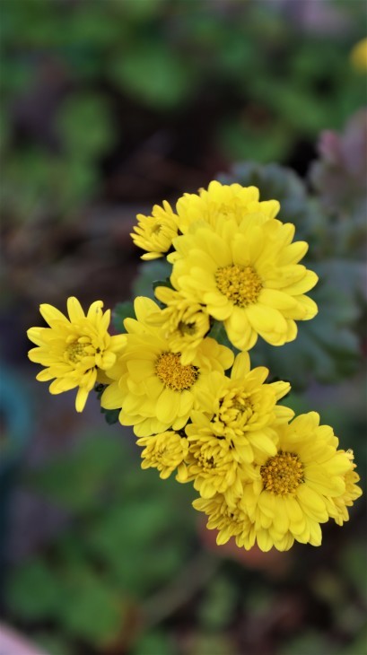 花たちも綺麗に咲いています菊の花たちです 黄金の色がこんなにたくさん咲きました まるで小判の山です これは春から縁起がいい 藤田八束の日記