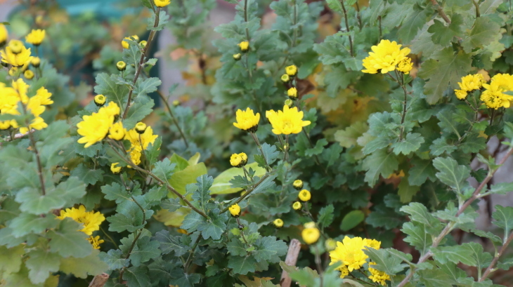 花たちも綺麗に咲いています菊の花たちです 黄金の色がこんなにたくさん咲きました まるで小判の山です これは春から縁起がいい 藤田八束の日記