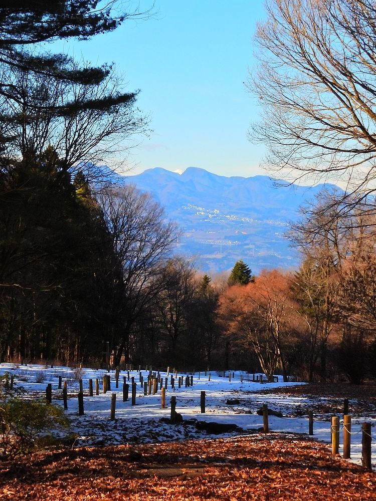 赤城自然園冬景色(1)・・・1月9日(日)今日の撮れたて_a0031821_16232888.jpg