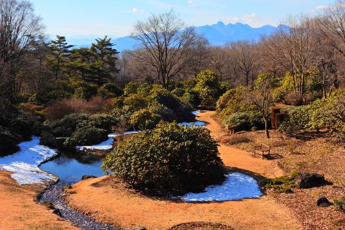 赤城自然園冬景色(1)・・・1月9日(日)今日の撮れたて_a0031821_16365141.jpg