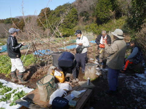 鎌倉大根の辛み餅＆ピィチャン登場1・9六国見山手入れ（下）_c0014967_18543433.jpg