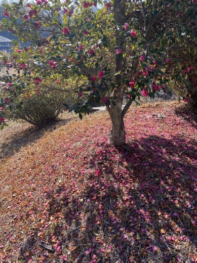 裏山の山茶花_c0334574_18264432.jpeg