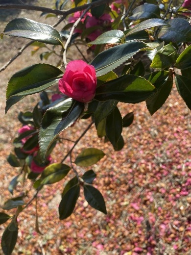 裏山の山茶花_c0334574_18264938.jpeg
