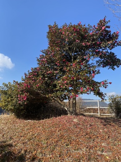 裏山の山茶花_c0334574_18265832.jpeg