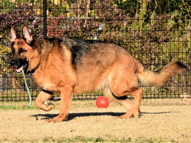 ジャーマンシェパードのしつけ方法 愛犬との信頼関係を築く ドッグラバー 2 秋壁やプリントにぶら下がってドアのジャーマン シェパード Ciudaddelmaizslp Gob Mx