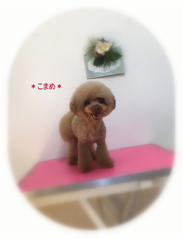 小春くん４姉妹_a0315823_20155964.jpg