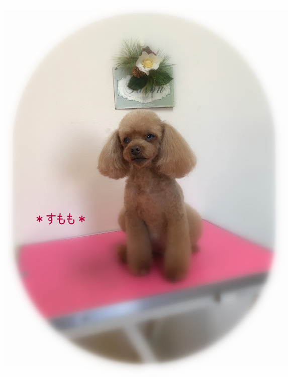 小春くん４姉妹_a0315823_20160530.jpg