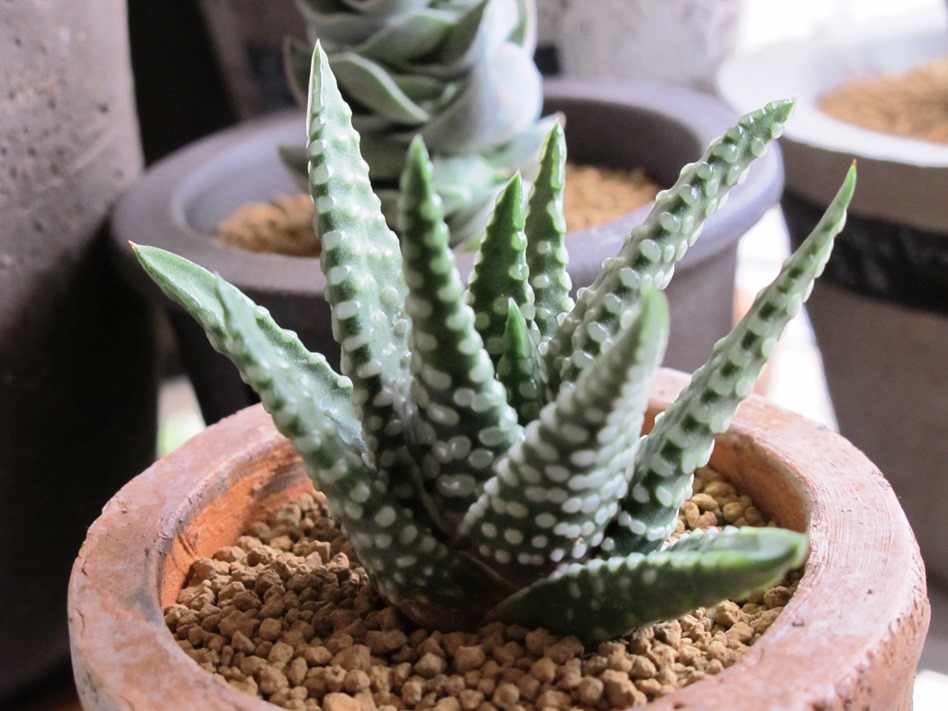 Haworthiopsis cv. 'SUBARU' : 半夏堂花鳥風月