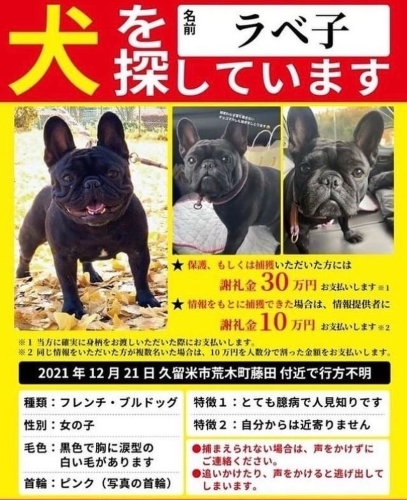 1 9更新 犬を探しています 福岡県久留米市荒木町藤田付近 平日 会社を休んだら