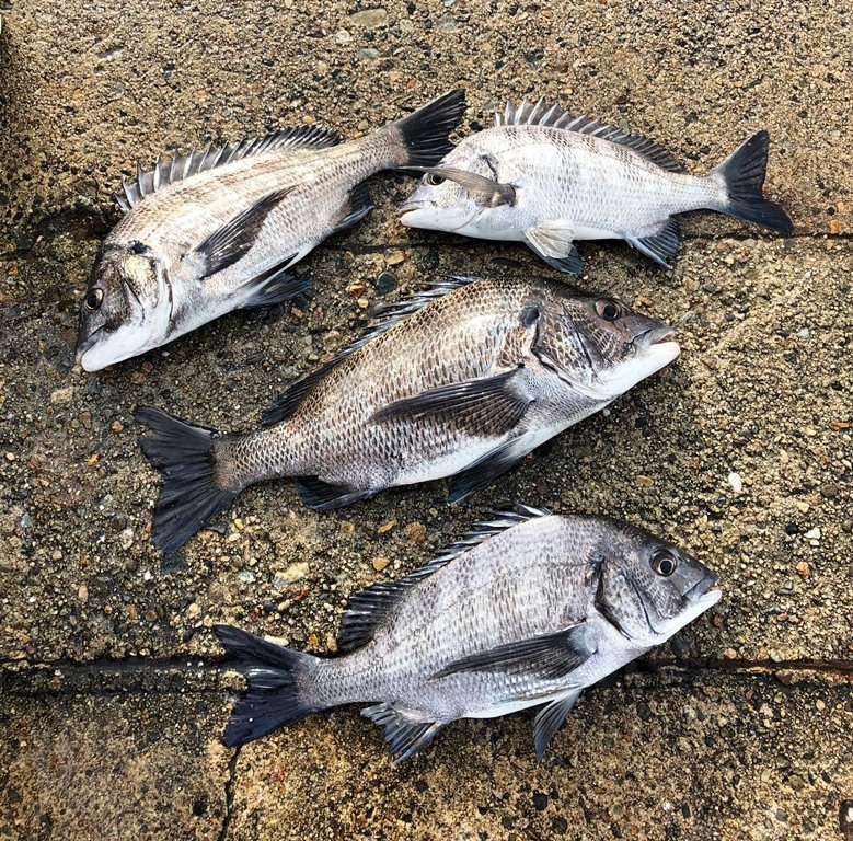 22年 初チヌ釣り 3連続釣果あり 釣りジム ジムのブログ