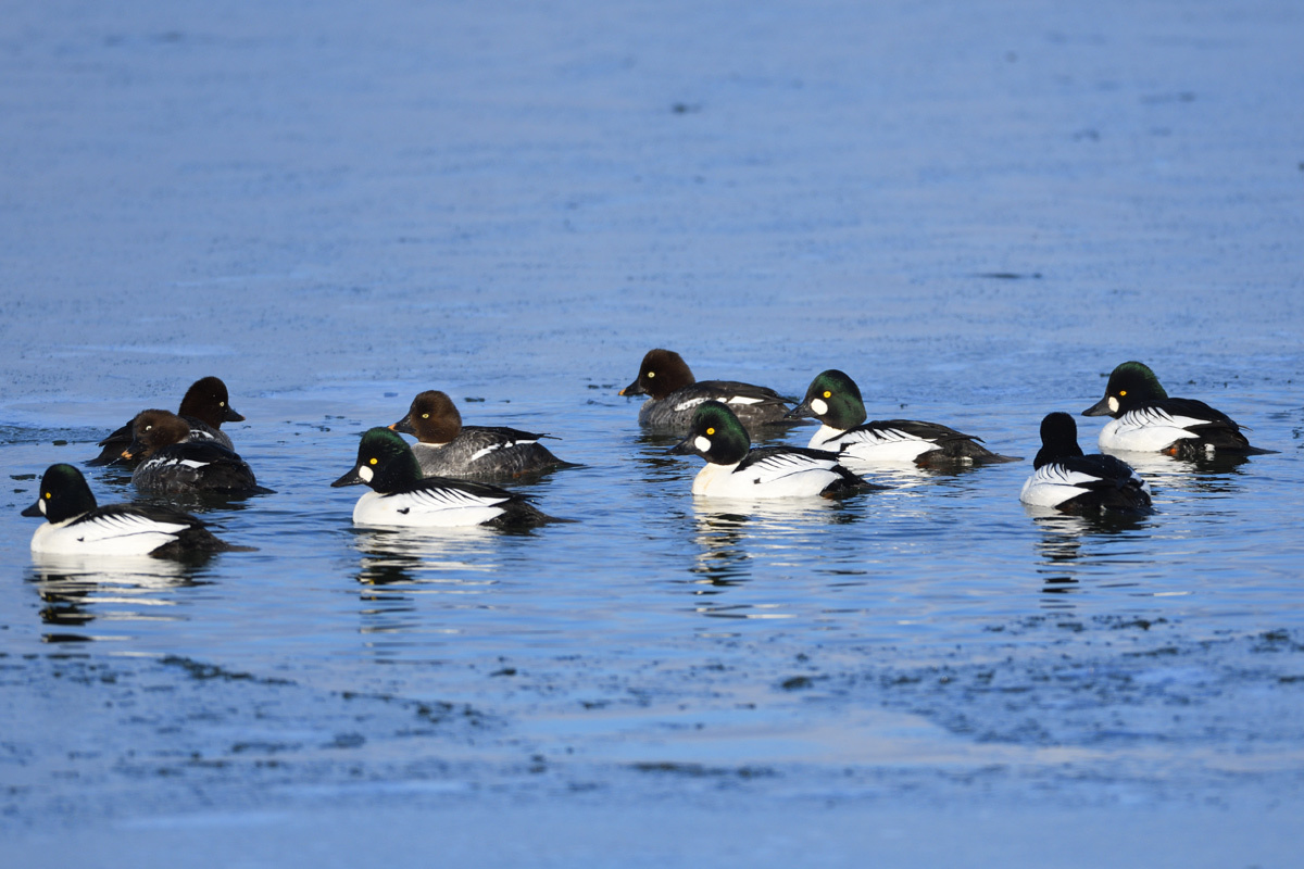 ホオジロガモ 鳥・撮り・トリミング