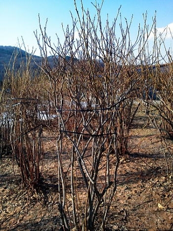 野良仕事も同時進行。_c0108174_16583157.jpg