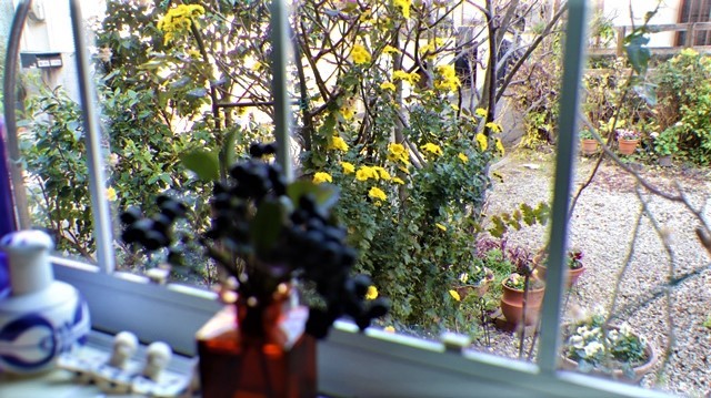 花たちも綺麗に咲いています菊の花たちです 黄金の色がこんなにたくさん咲きました まるで小判の山です これは春から縁起がいい 藤田八束の日記
