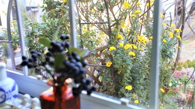 花たちも綺麗に咲いています菊の花たちです 黄金の色がこんなにたくさん咲きました まるで小判の山です これは春から縁起がいい 藤田八束の日記