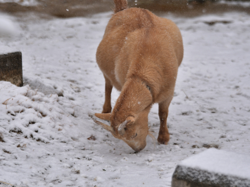 ポポの雪、みんなの雪、ほのぼの広場に白い雪_a0164204_07460667.jpg