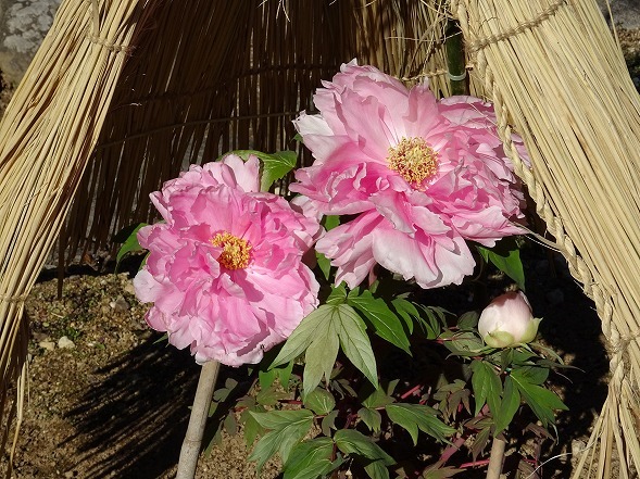 長谷寺の冬牡丹 彩の気まぐれ写真