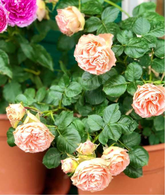 LUMINUS まとめ売り バラ売り不可 タイプ0とタイプ4の鉢バラの根張りの違い(^^;;と、ジョッキーブーツ