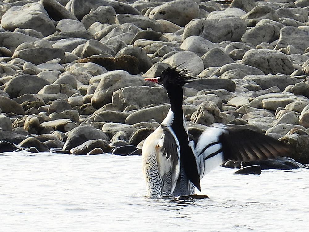 珍鳥コウライアイサが来た～～_f0333178_20450848.jpg