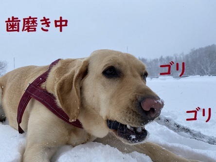 うんとこしょ～どっこいしょ～的プニ。_c0182012_15200166.jpg