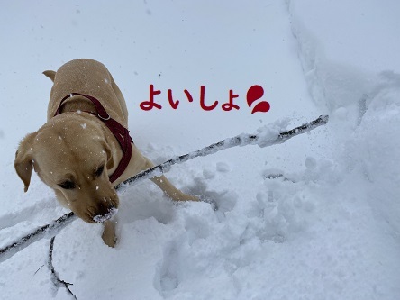 うんとこしょ～どっこいしょ～的プニ。_c0182012_15200577.jpg