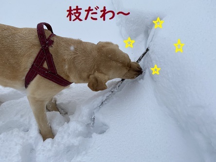 うんとこしょ～どっこいしょ～的プニ。_c0182012_15200758.jpg