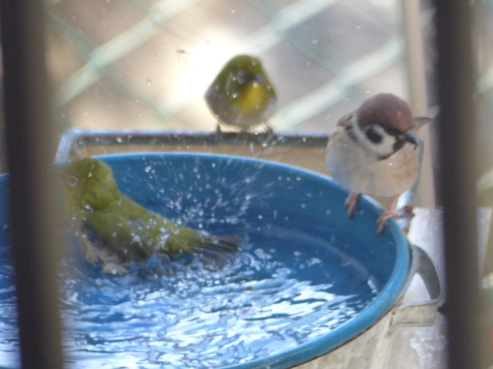 小鳥の水浴び_f0296312_17535779.jpg