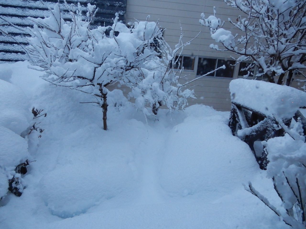 この冬一番の降雪しかも重い_c0025115_20484437.jpg