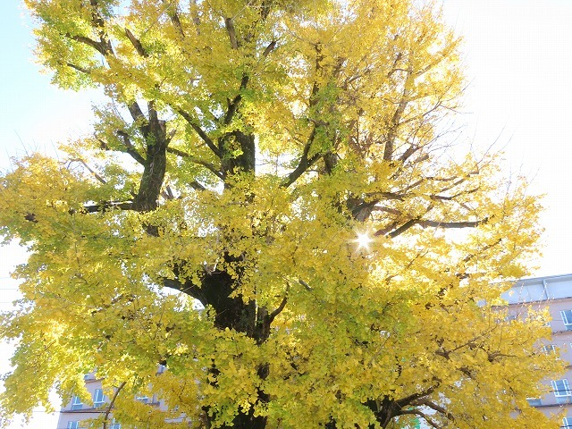 黄色く染まったイチョウの木（撮影：12月8日）_e0321325_14445803.jpg
