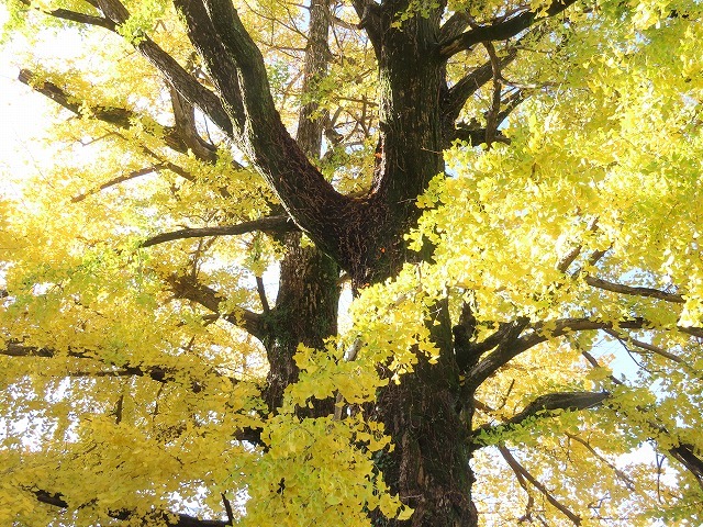 黄色く染まったイチョウの木（撮影：12月8日）_e0321325_14452260.jpg