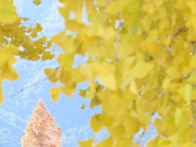 黄色く染まったイチョウの木（撮影：12月8日）_e0321325_14461388.jpg