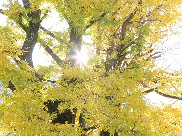 黄色く染まったイチョウの木（撮影：12月8日）_e0321325_14462996.jpg