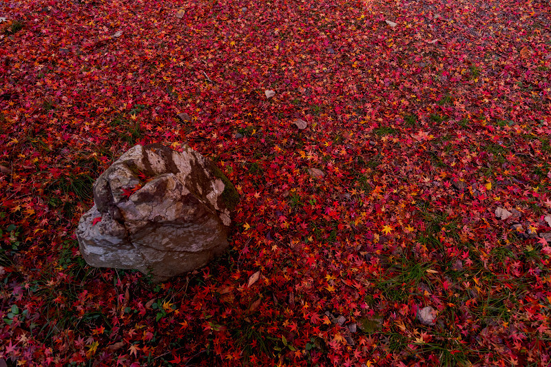 2021紅葉輝く京都　晩秋・金蔵寺_f0155048_23343314.jpg