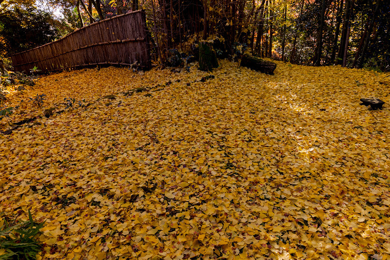 2021紅葉輝く京都　晩秋・金蔵寺_f0155048_23352904.jpg