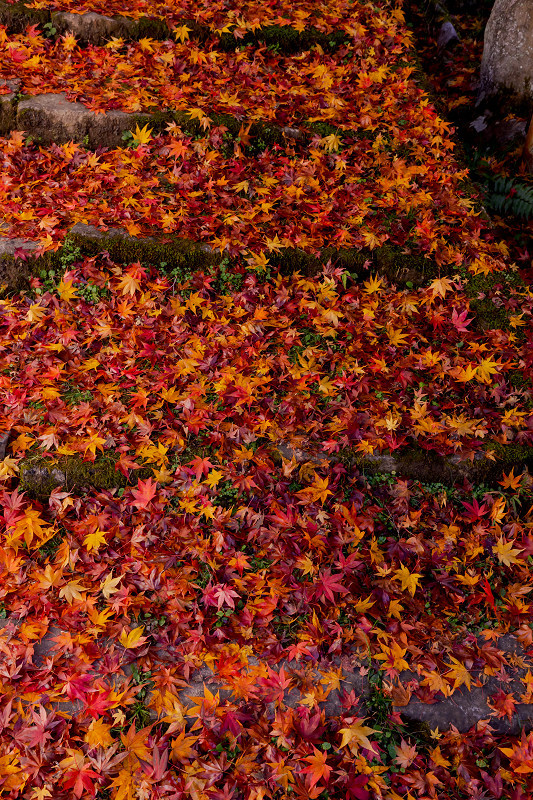 2021紅葉輝く京都　晩秋・金蔵寺_f0155048_23364015.jpg