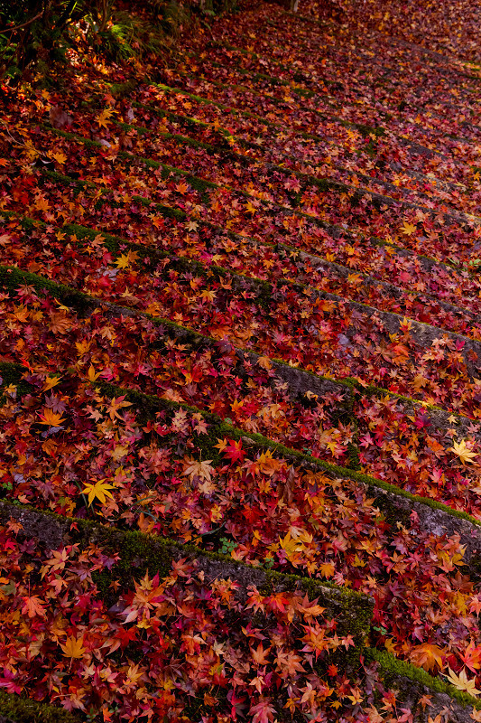 2021紅葉輝く京都　晩秋・金蔵寺_f0155048_23372396.jpg