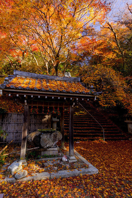 2021紅葉輝く京都　晩秋・金蔵寺_f0155048_23380107.jpg