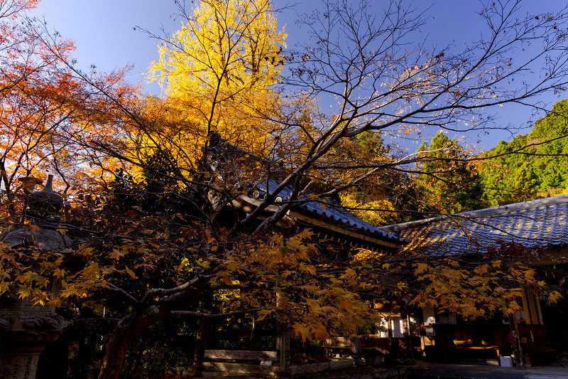 2021紅葉輝く京都　晩秋・金蔵寺_f0155048_23380415.jpg